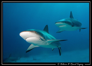 Friends (Carcharhinus perezi) by Raoul Caprez 
